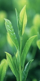 お茶
